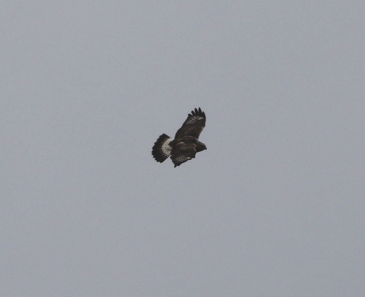 Rough-legged Hawk - ML627228587