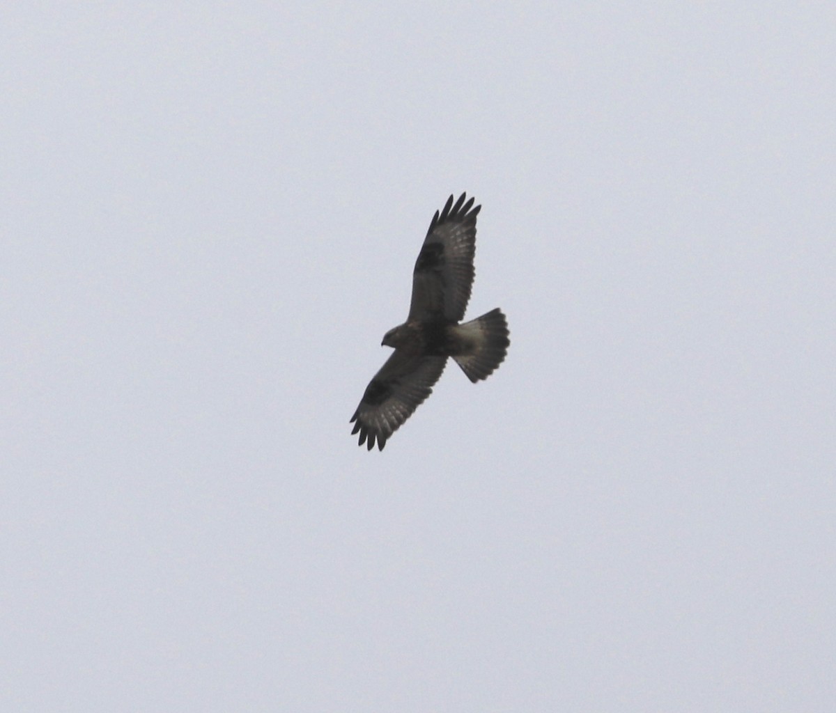 Rough-legged Hawk - ML627228593