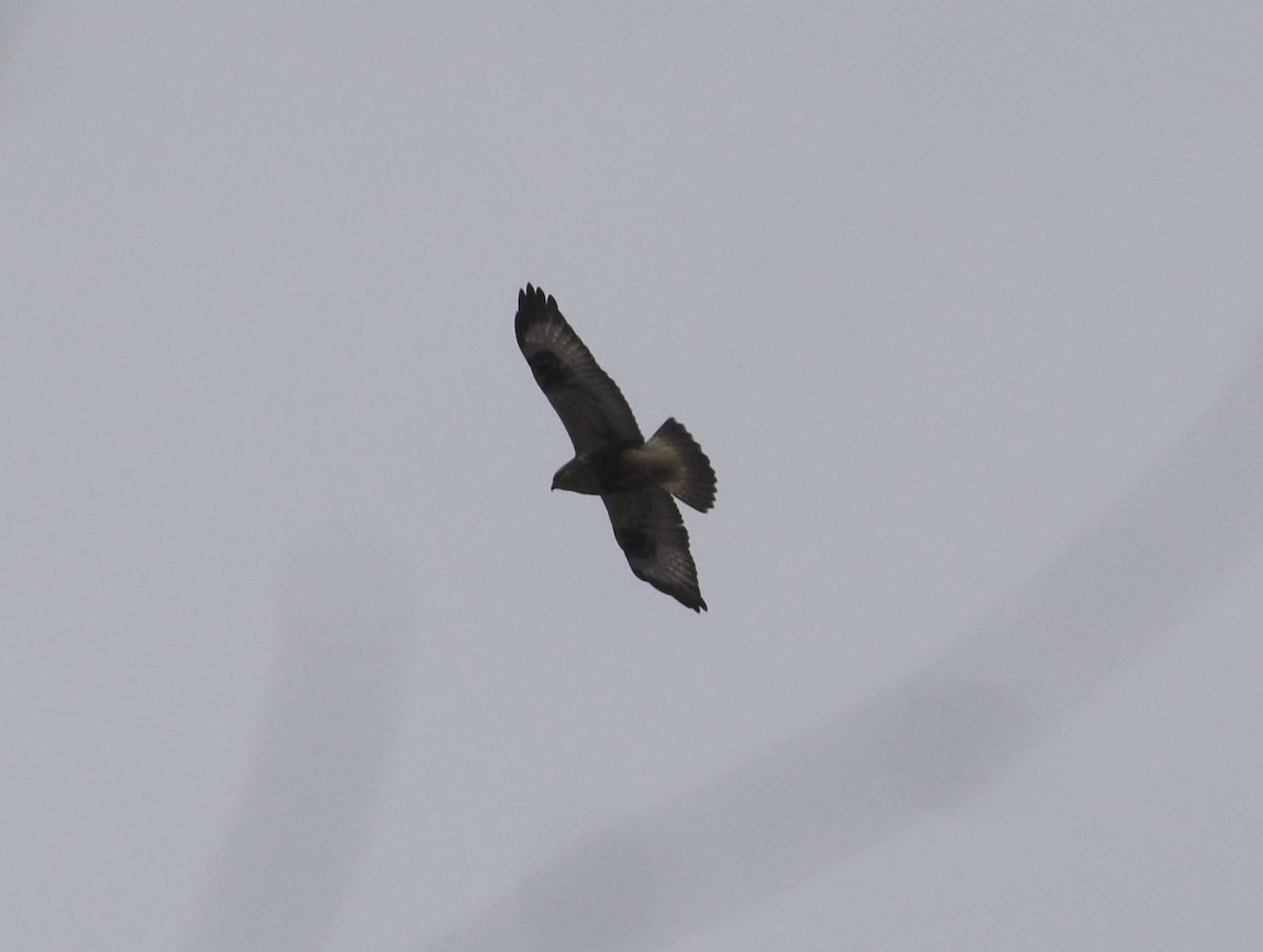 Rough-legged Hawk - ML627228601