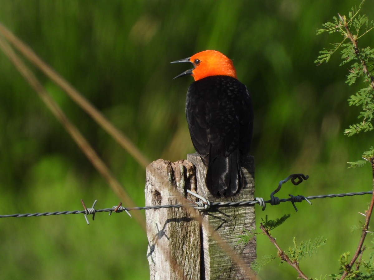 Scarlet-headed Blackbird - ML627228608