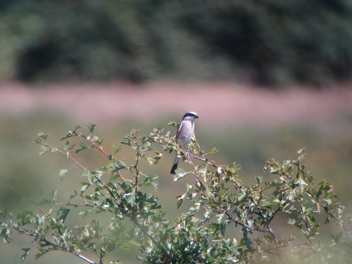 Red-backed Shrike - ML62722861