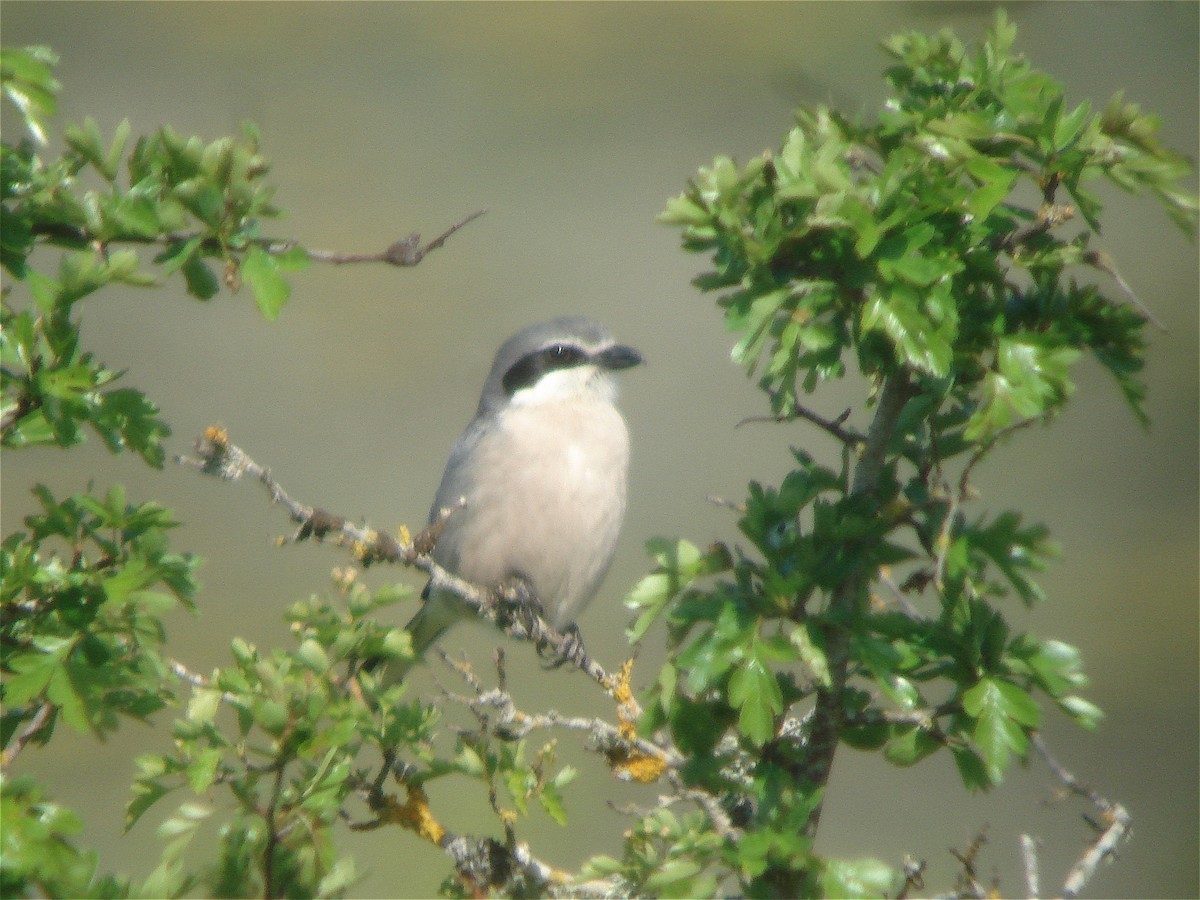 Iberian Gray Shrike - ML62722881