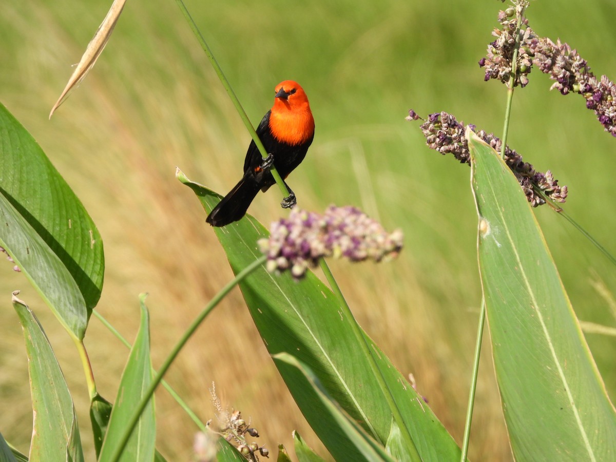 Scarlet-headed Blackbird - ML627228835