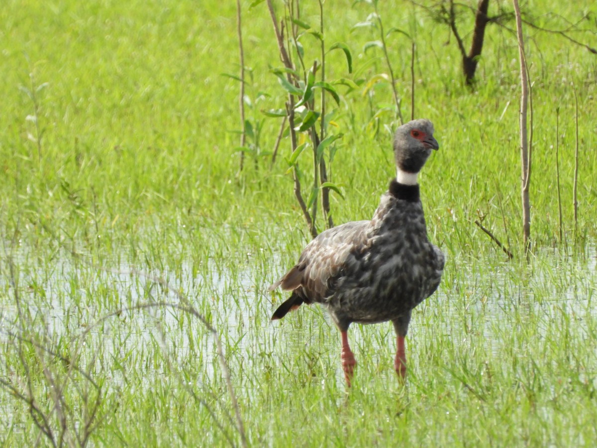 Southern Screamer - ML627228899