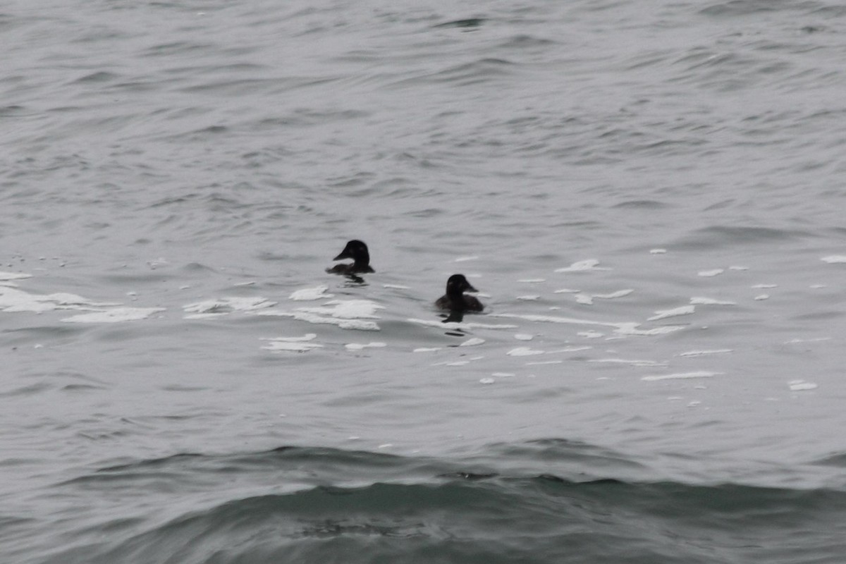 Surf Scoter - ML627228911