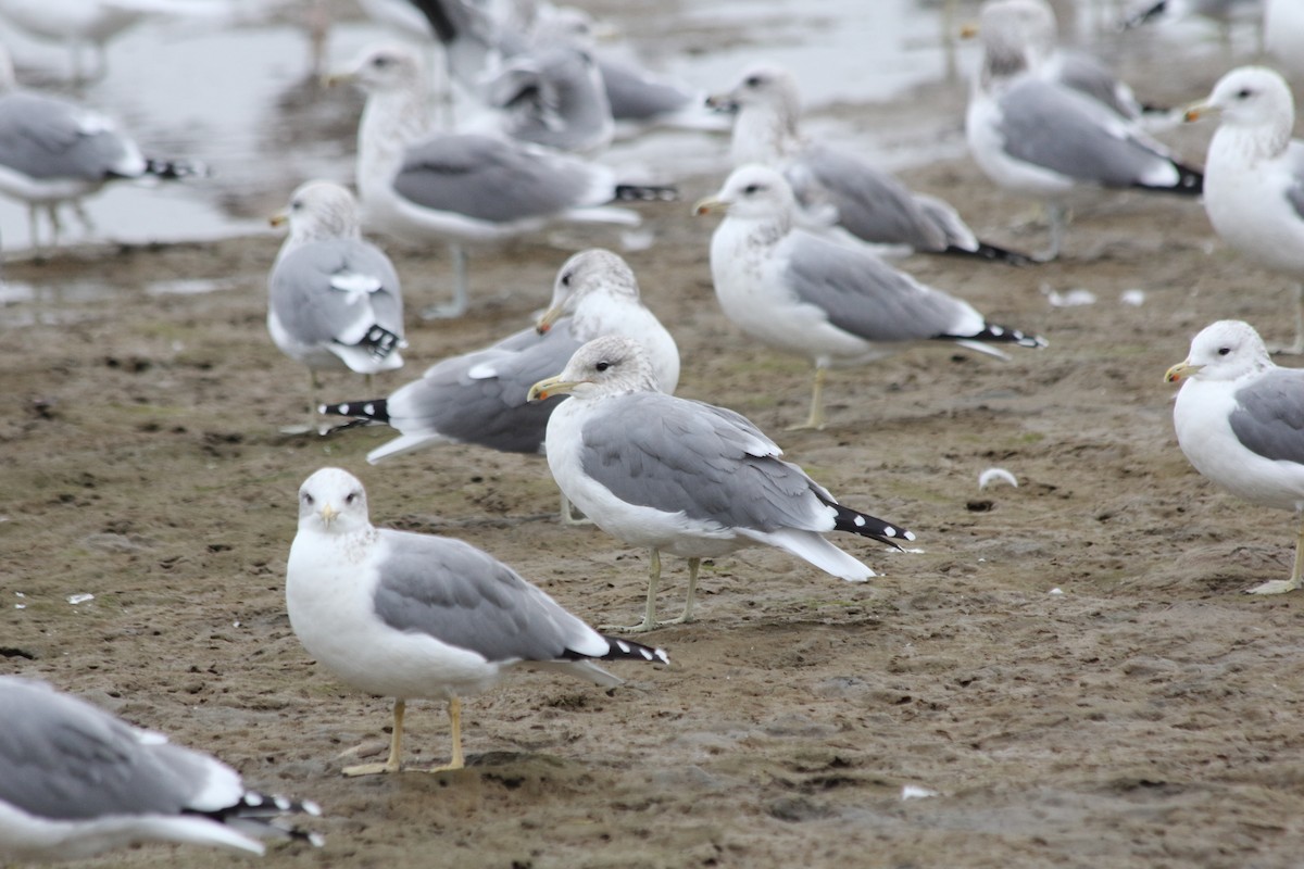 California Gull - ML627228916