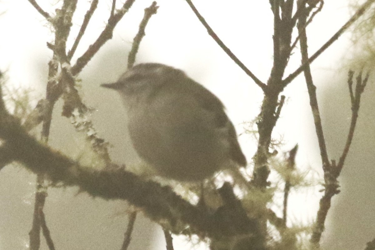 White-banded Tyrannulet - ML627228919