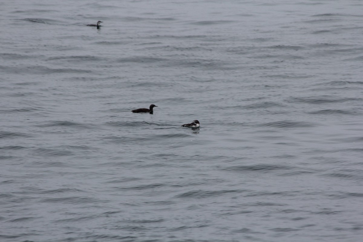 Red-throated Loon - ML627228921