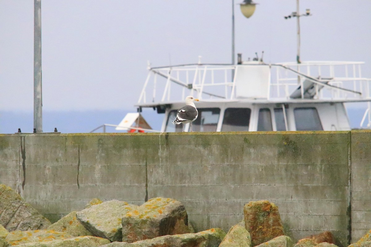 Great Black-backed Gull - ML627228938