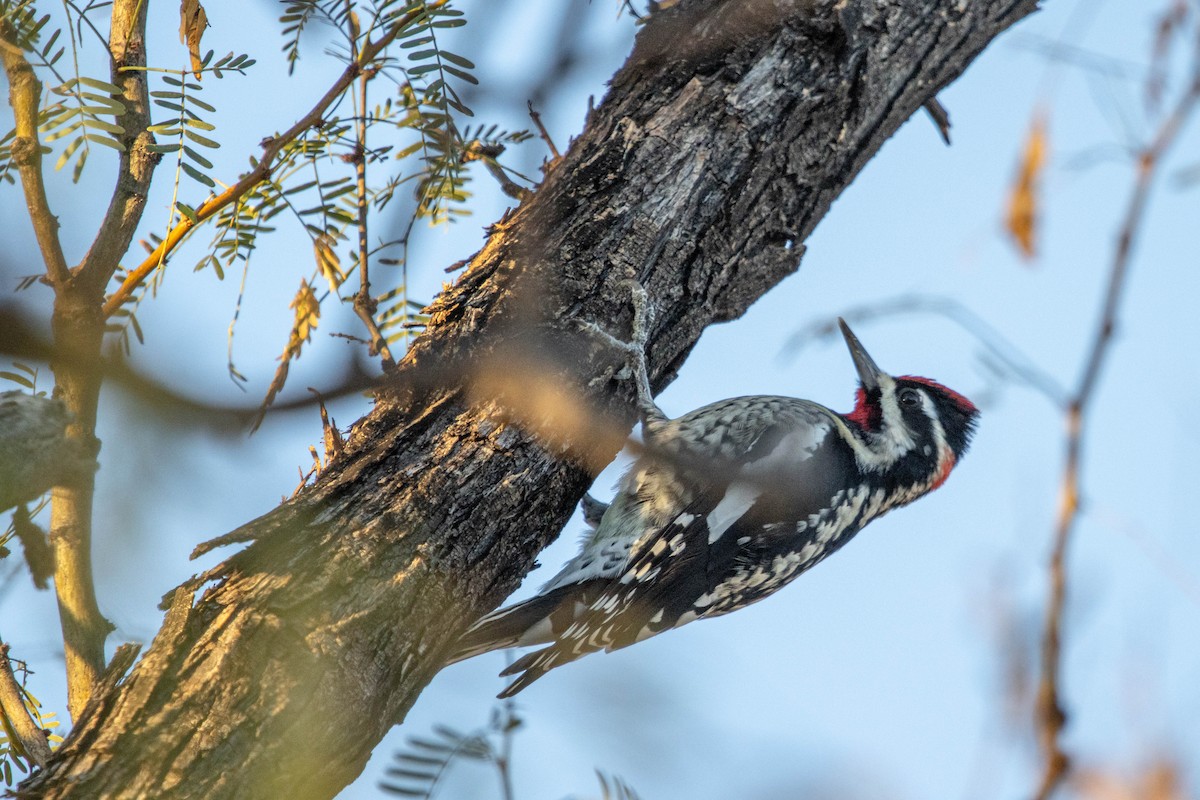 Yellow-bellied/Red-naped Sapsucker - ML627229050