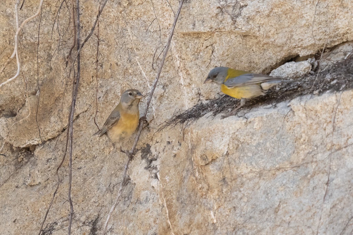 Gray-hooded Sierra Finch - ML627229102