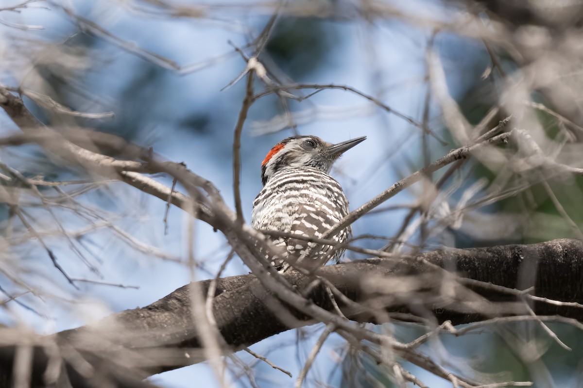 Striped Woodpecker - ML627229126