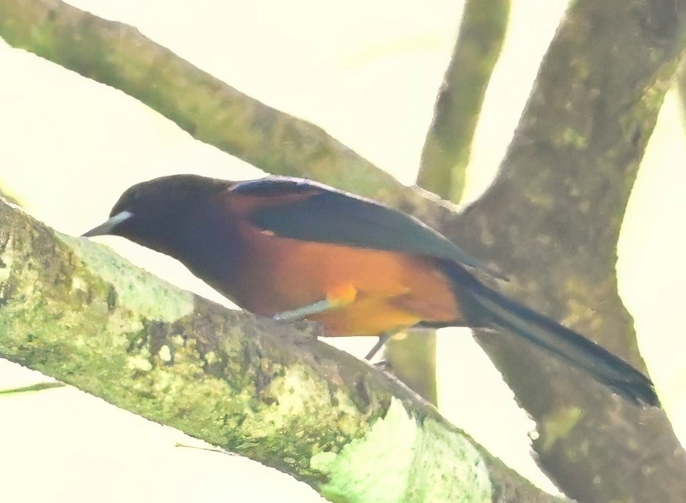 Martinique Oriole - ML627229127