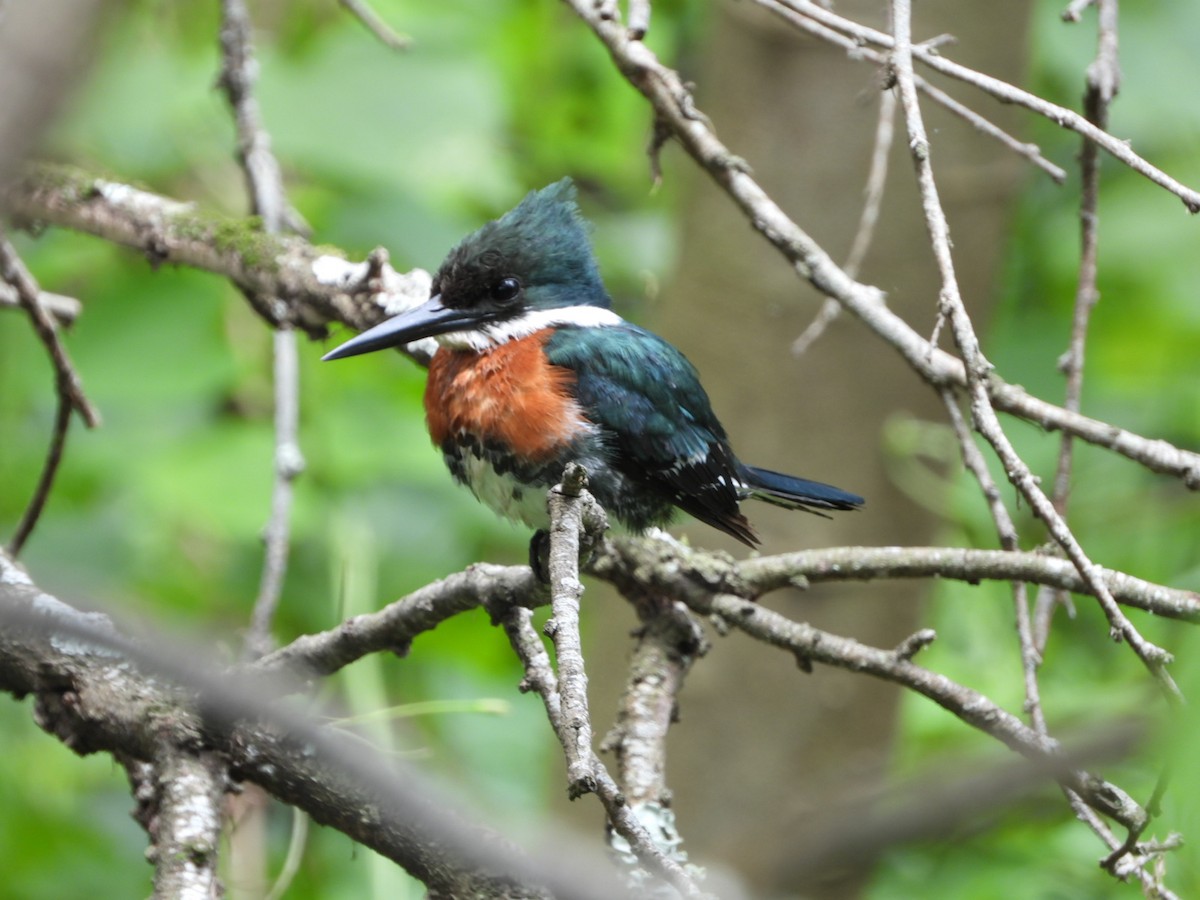 Green Kingfisher - ML627229157