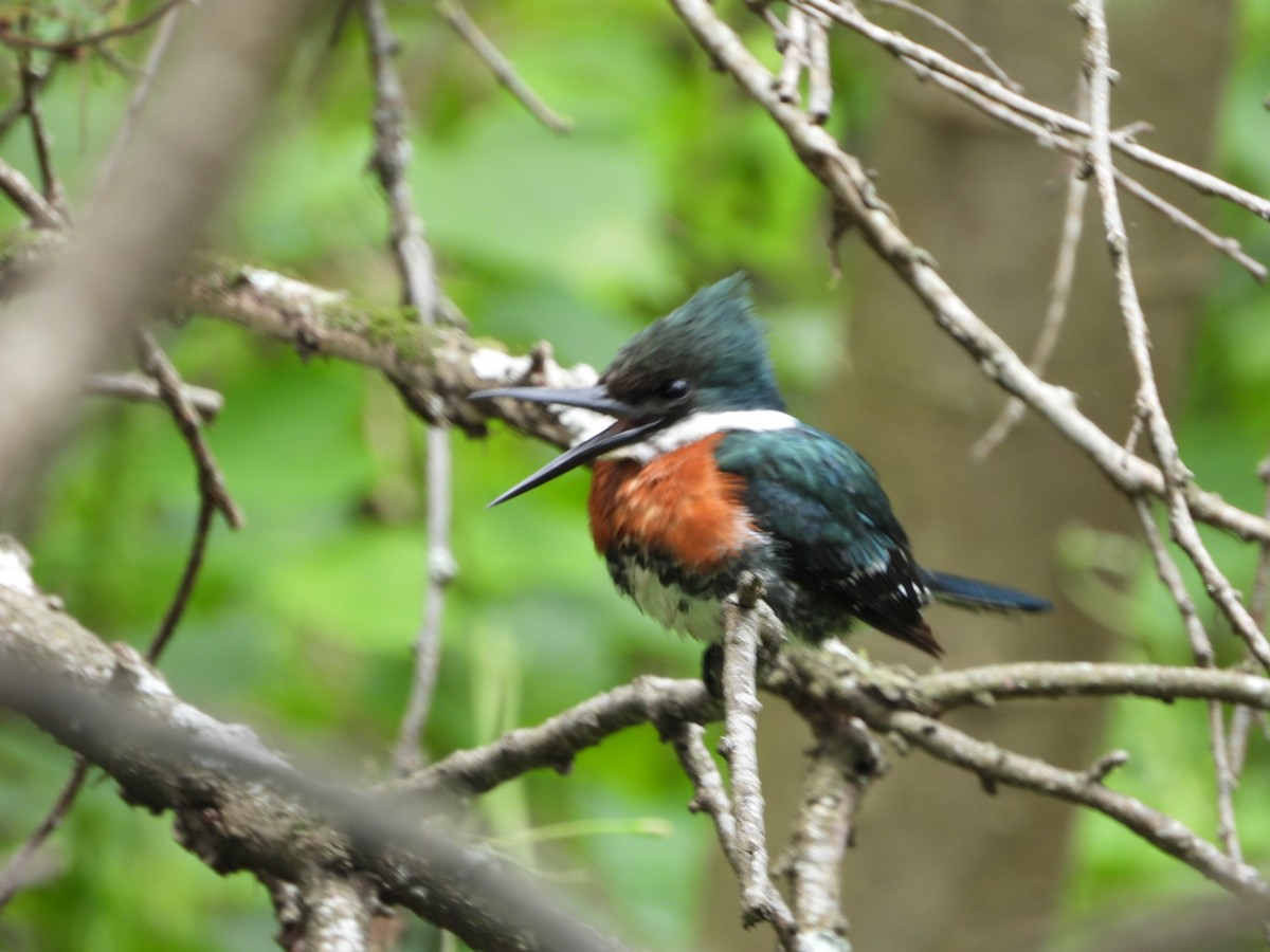 Green Kingfisher - ML627229169