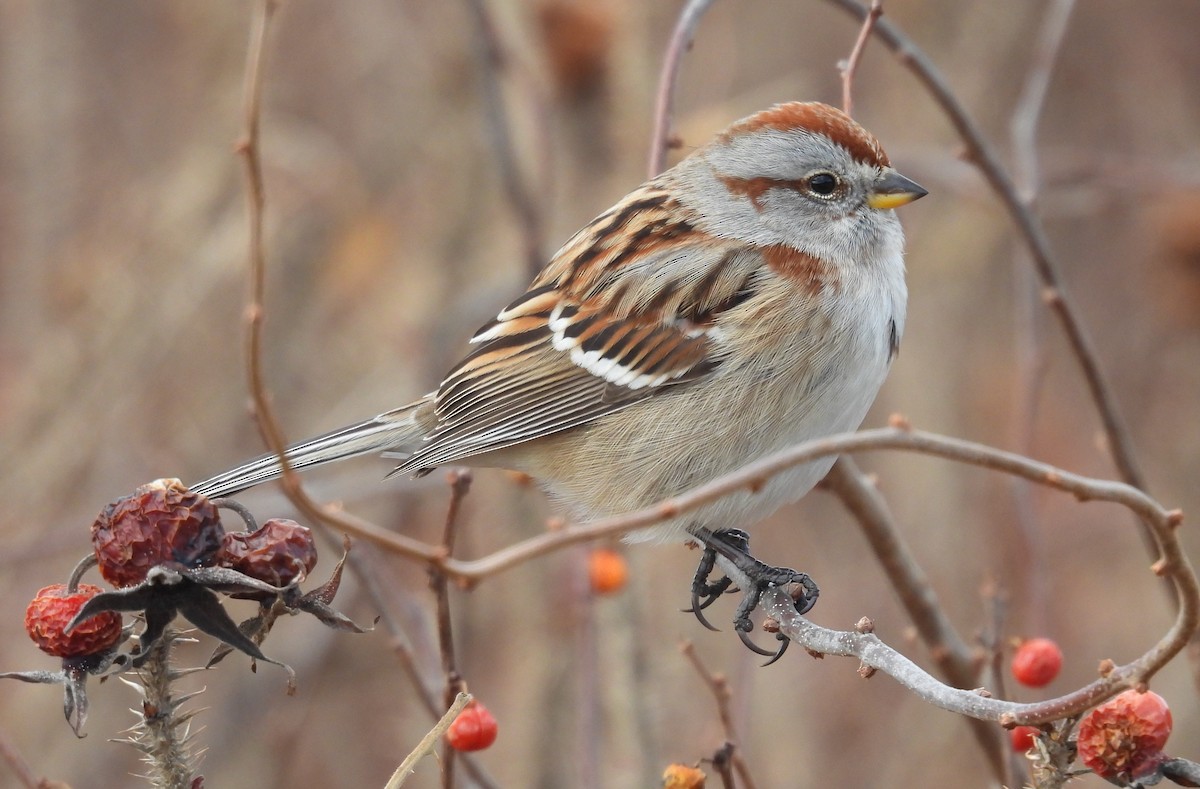 American Tree Sparrow - ML627229177