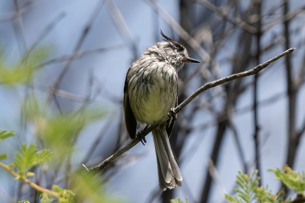 Tufted Tit-Tyrant - ML627229214