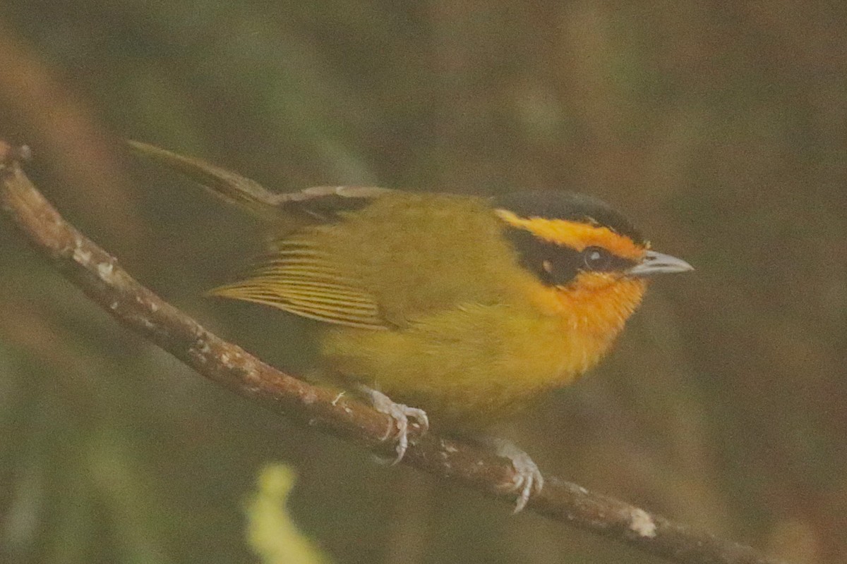 Orange-browed Hemispingus - ML627229276