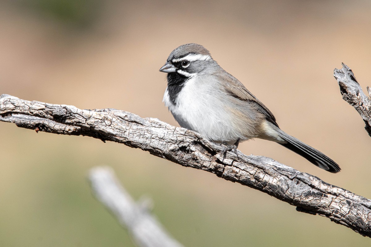 Black-throated Sparrow - ML627229316