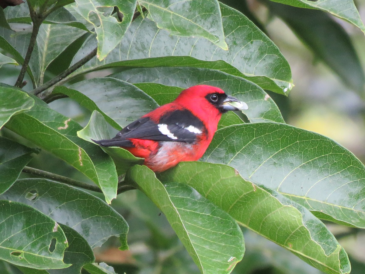 White-winged Tanager - ML627229374