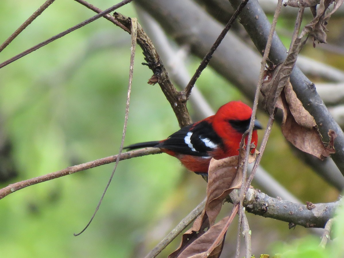 White-winged Tanager - ML627229375