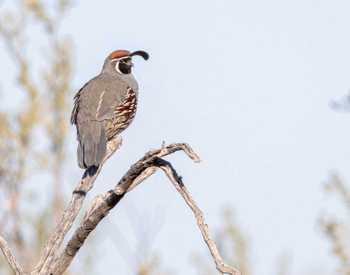 Gambel's Quail - ML627229391