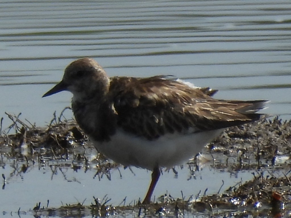 Ruddy Turnstone - ML627229500