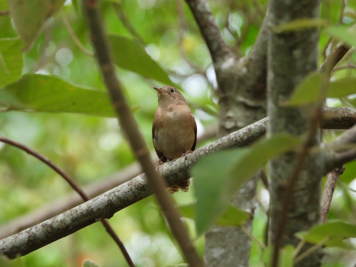 Southern House Wren - ML627229602