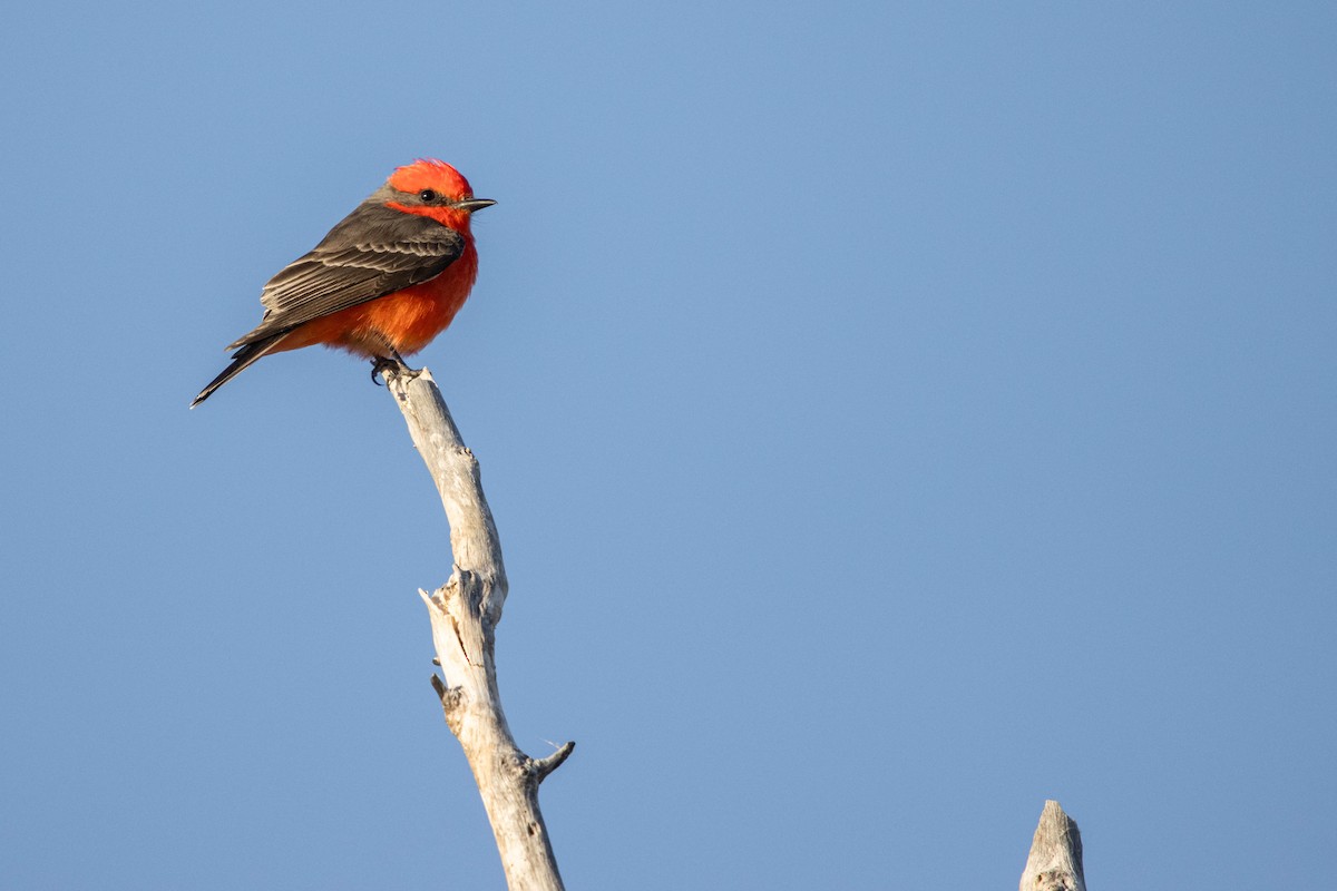 Vermilion Flycatcher - ML627229619