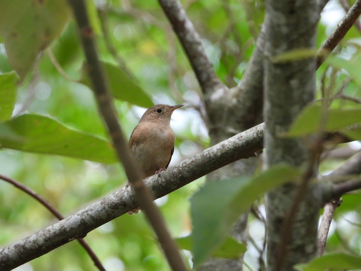 Southern House Wren - ML627229628