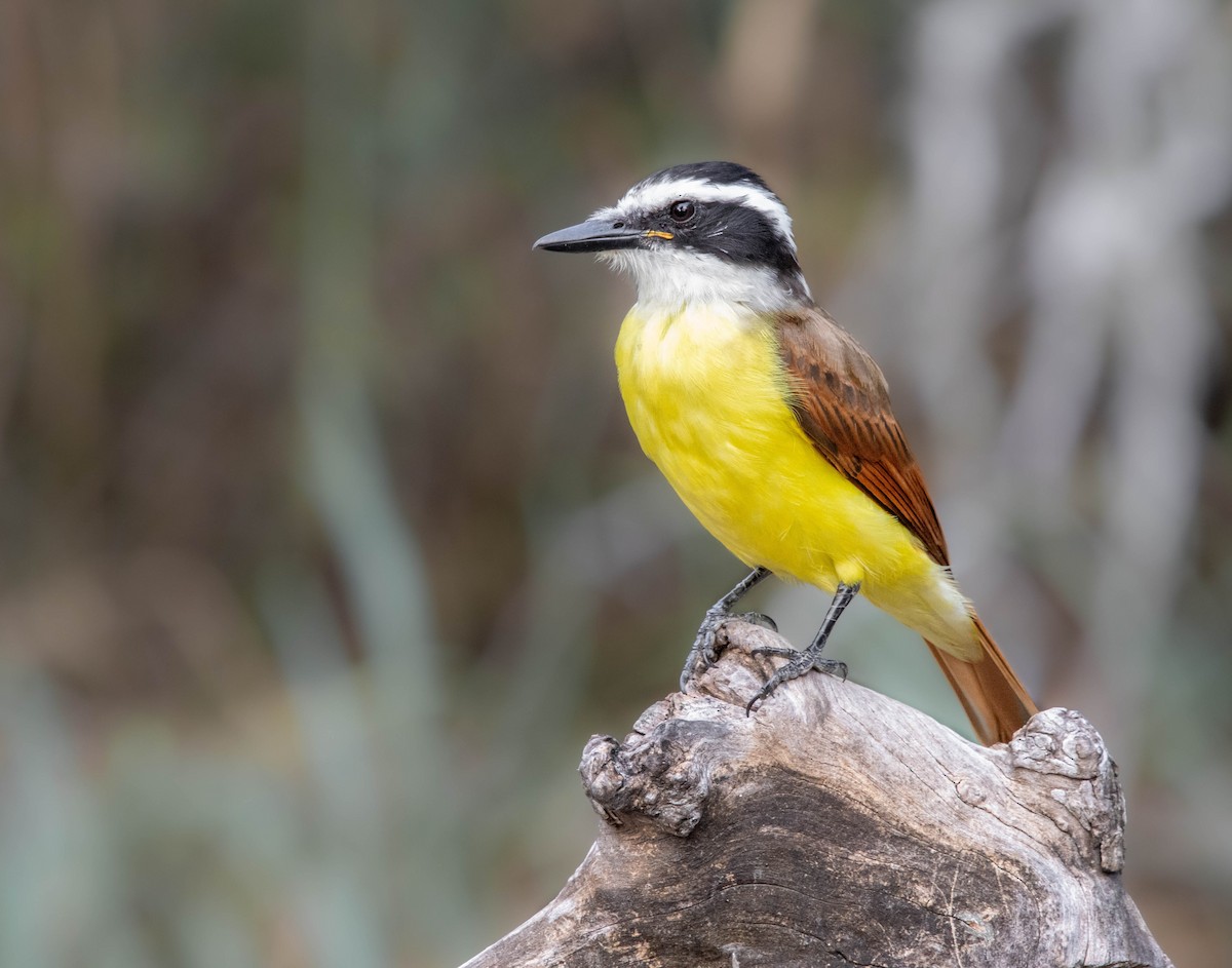 Great Kiskadee - ML627229739