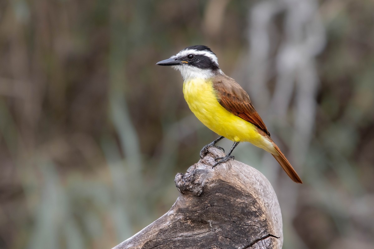 Great Kiskadee - ML627229740