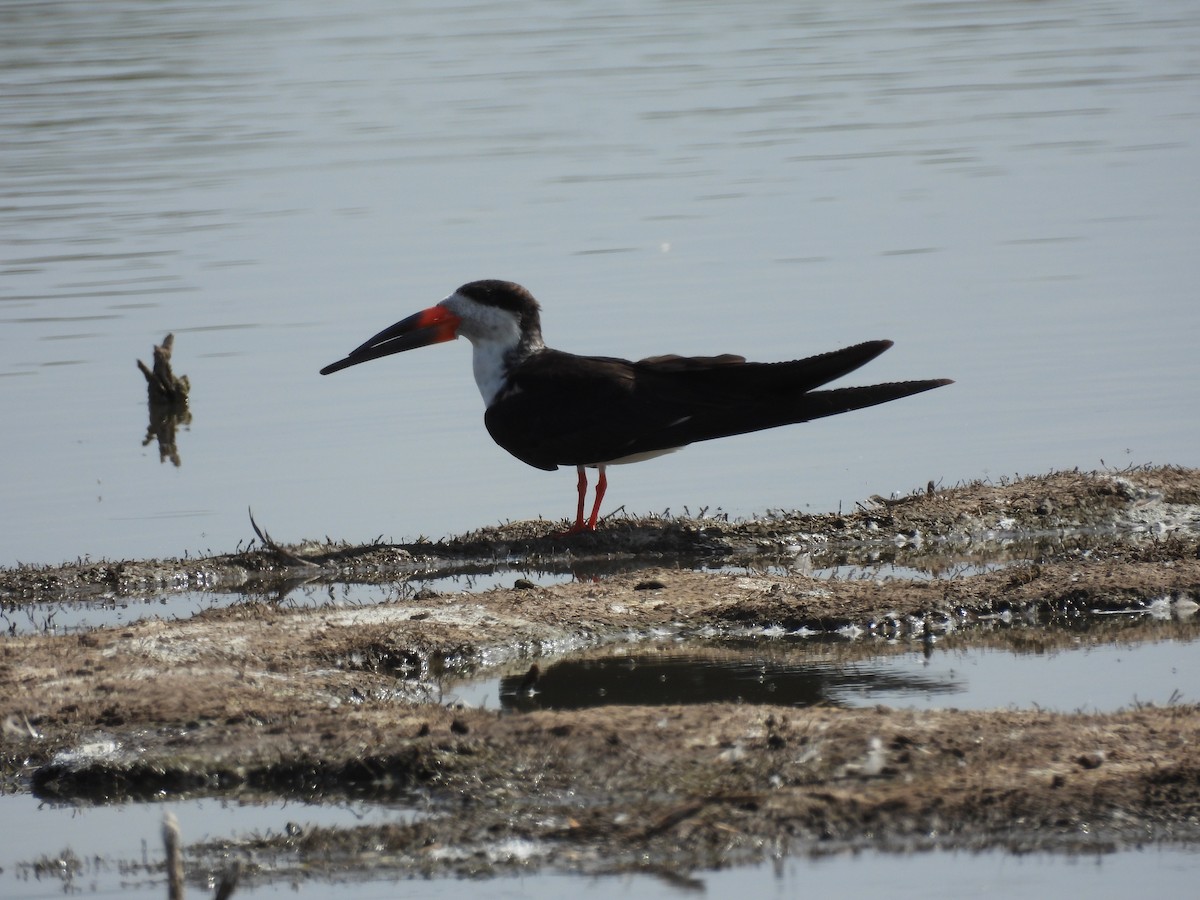 Black Skimmer - ML627229809