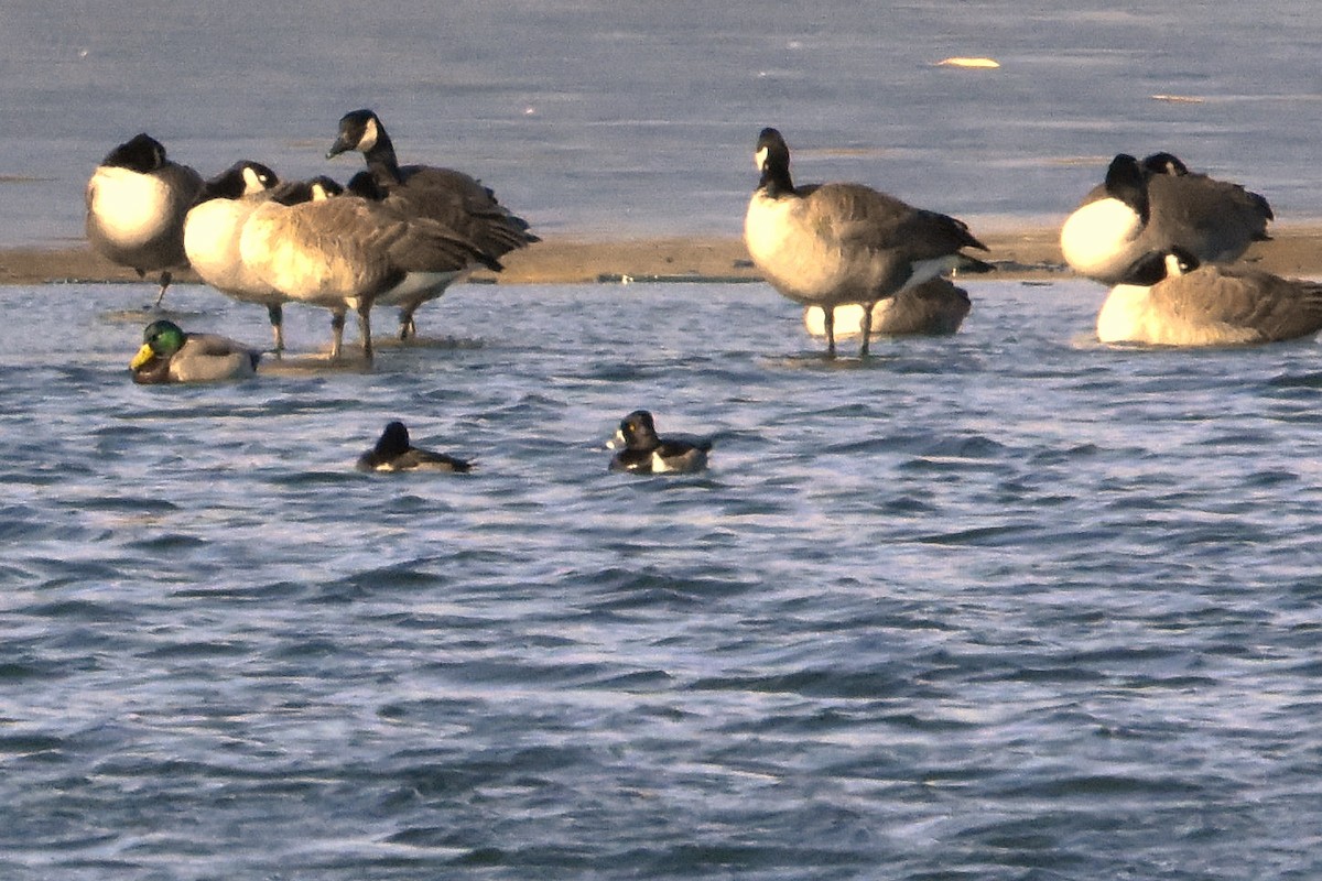 polák proužkozobý - ML627229814