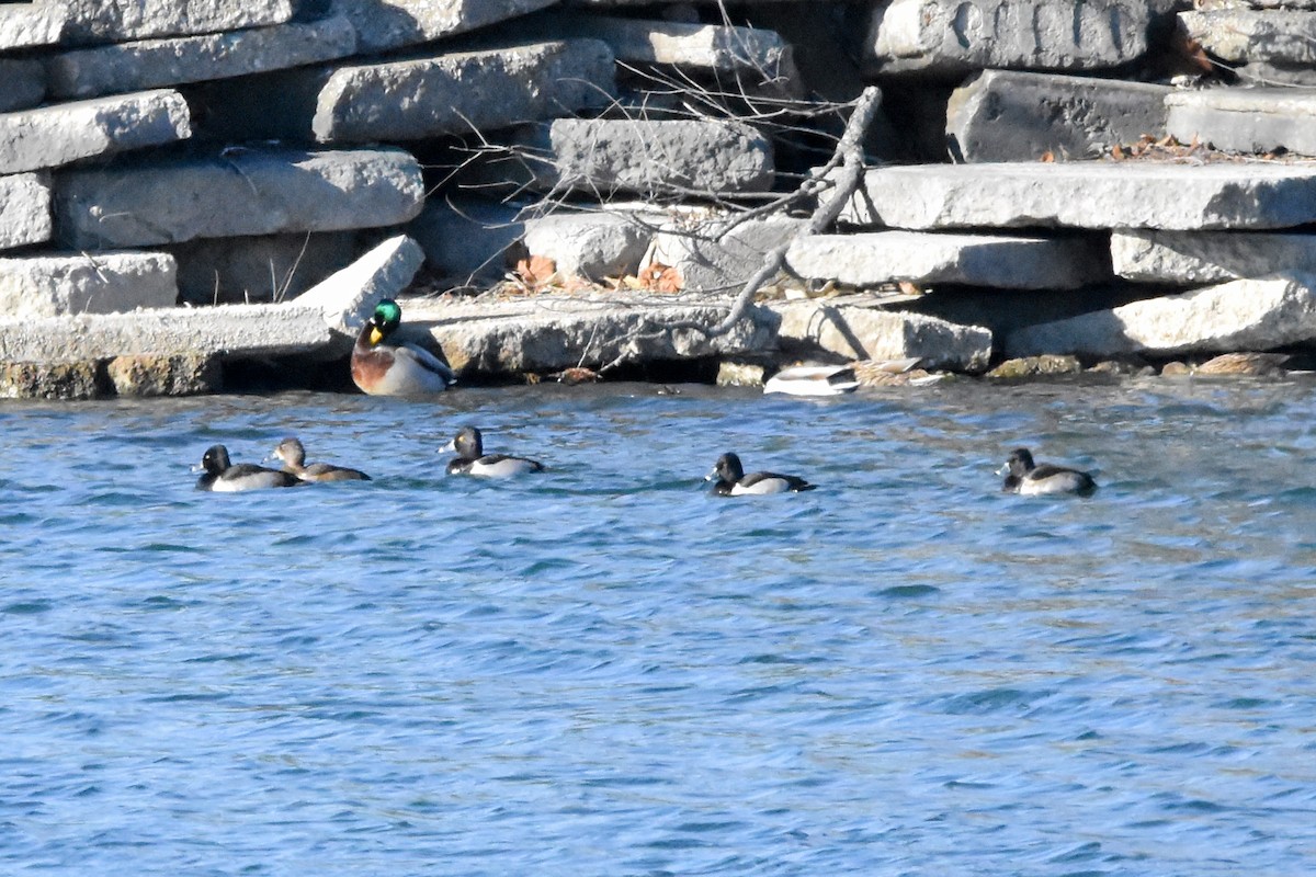 polák proužkozobý - ML627229815