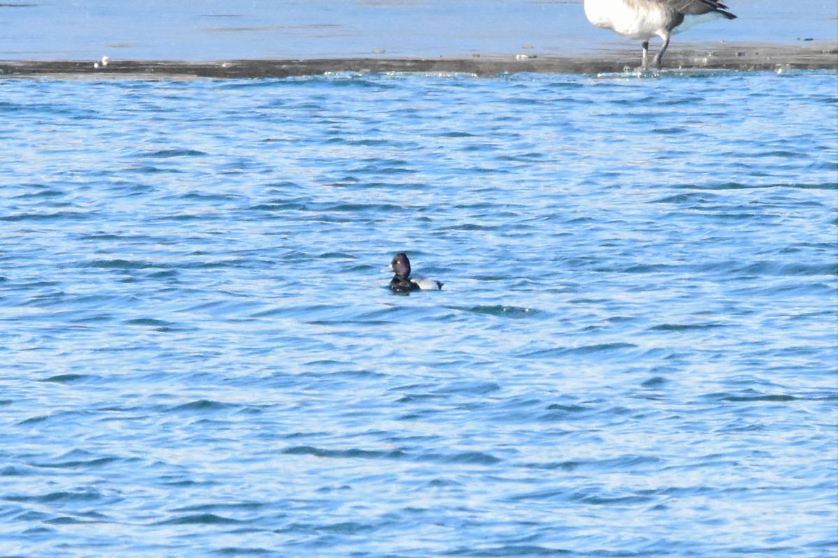 polák vlnkovaný - ML627229842