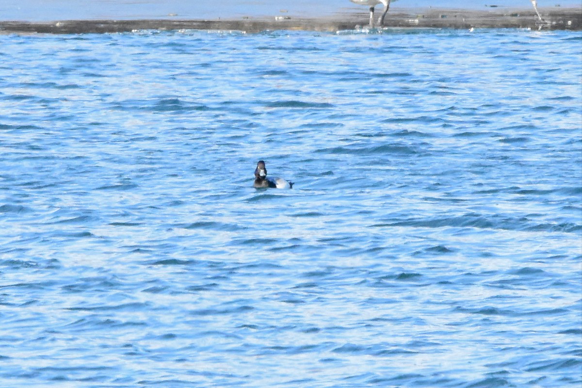 polák vlnkovaný - ML627229843