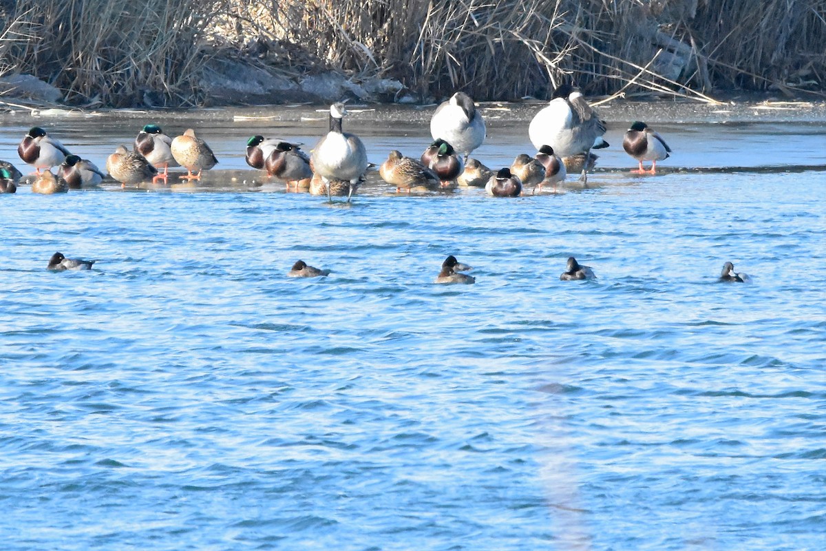 polák vlnkovaný - ML627229844