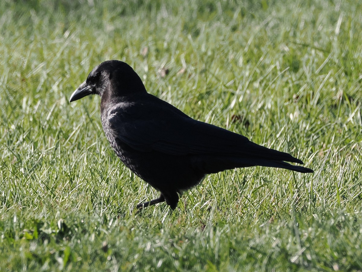 American Crow - ML627229887