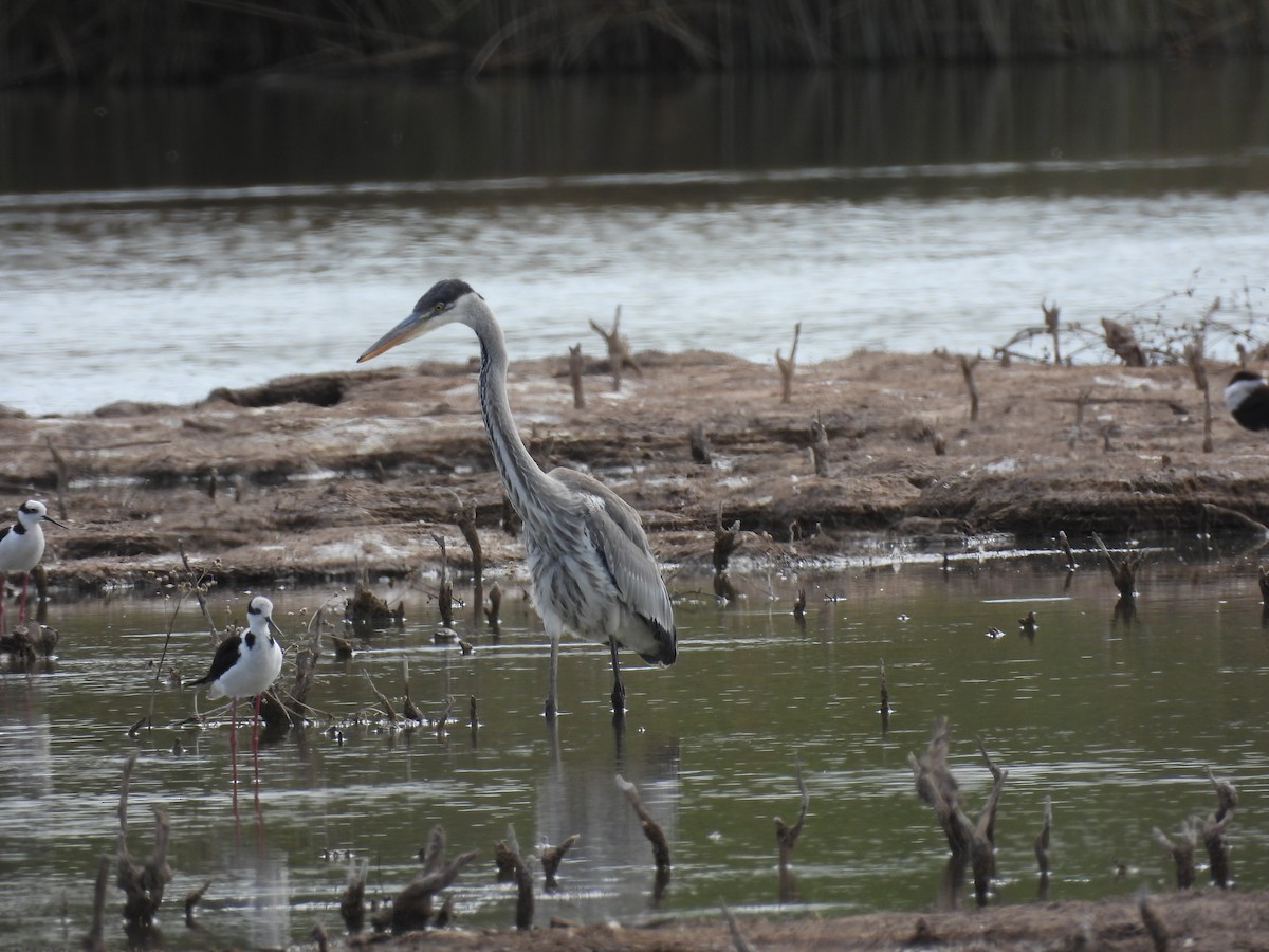 Cocoi Heron - ML627229891