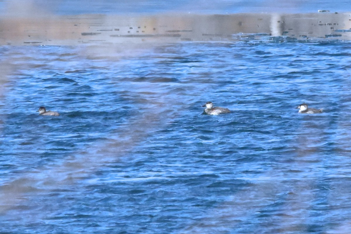 Ruddy Duck - ML627229897