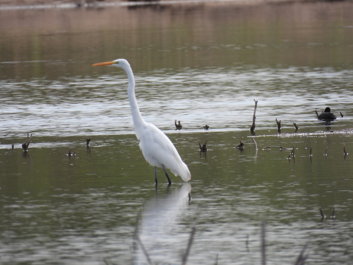 Great Egret - ML627229947