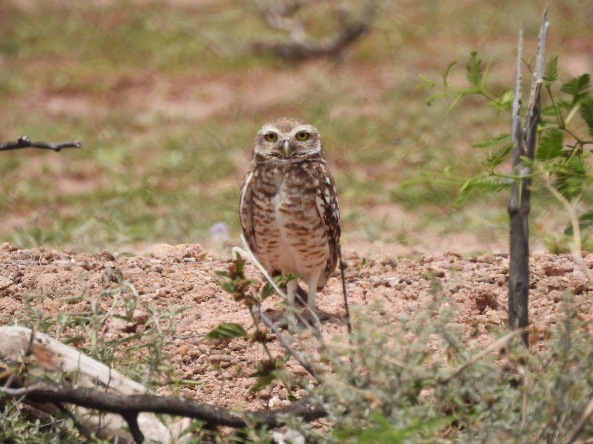 Burrowing Owl - ML627229975