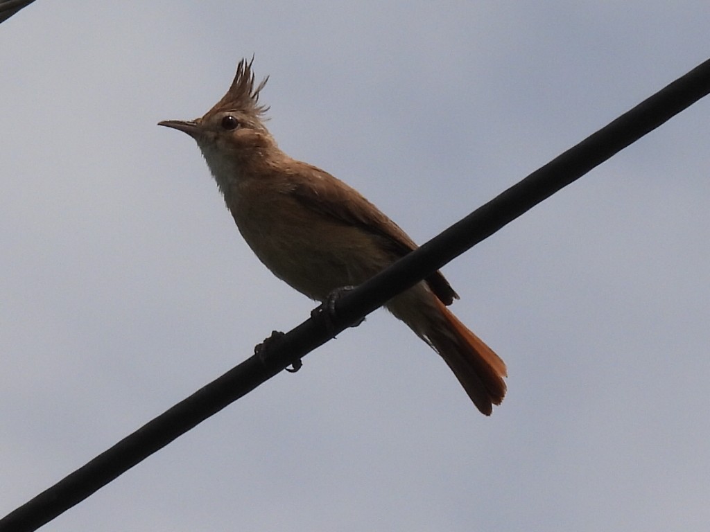 Crested Hornero - ML627229995