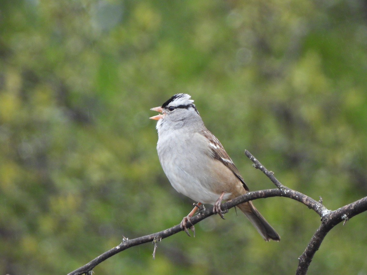 Bruant à couronne blanche (leucophrys/oriantha) - ML627230038