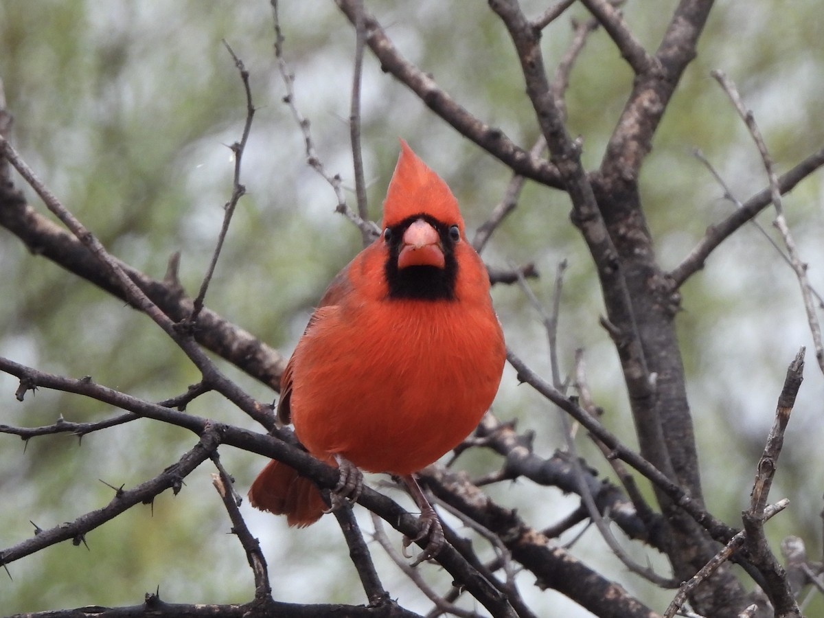 Cardinal rouge - ML627230112