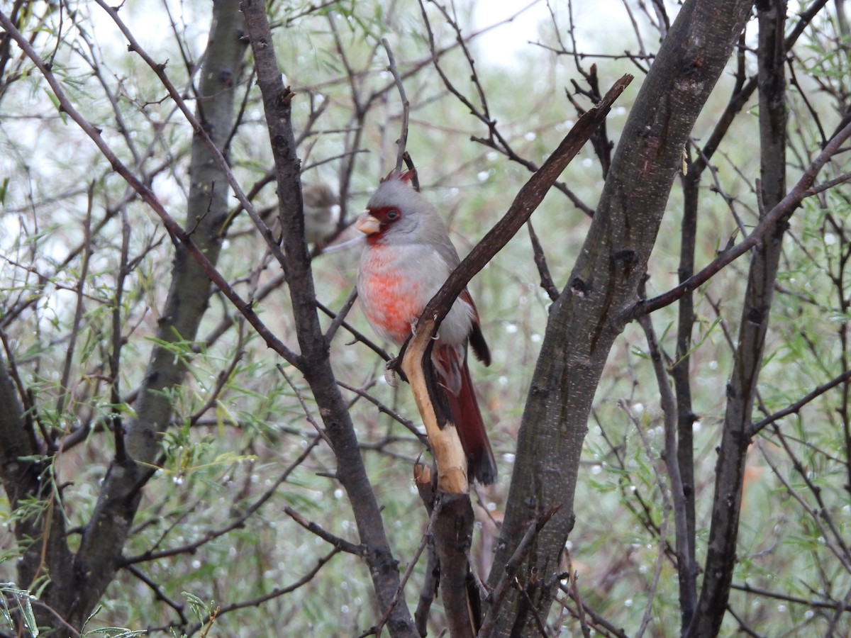 Cardinal pyrrhuloxia - ML627230116