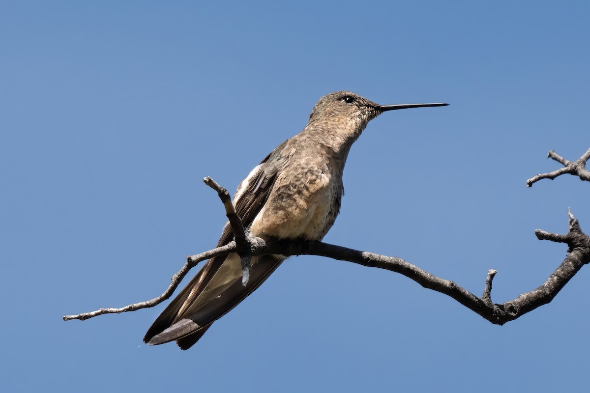 Giant Hummingbird - ML627230149