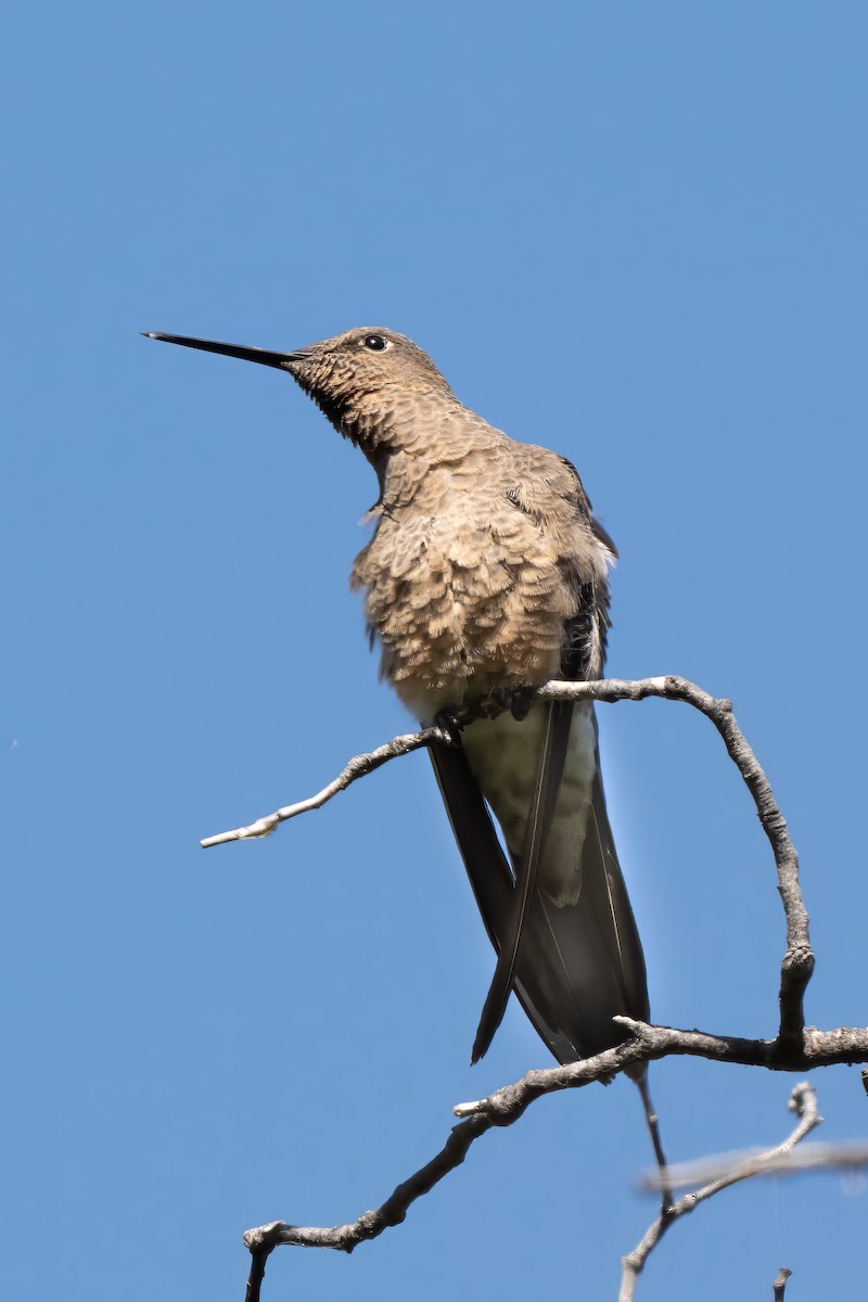 Giant Hummingbird - ML627230326