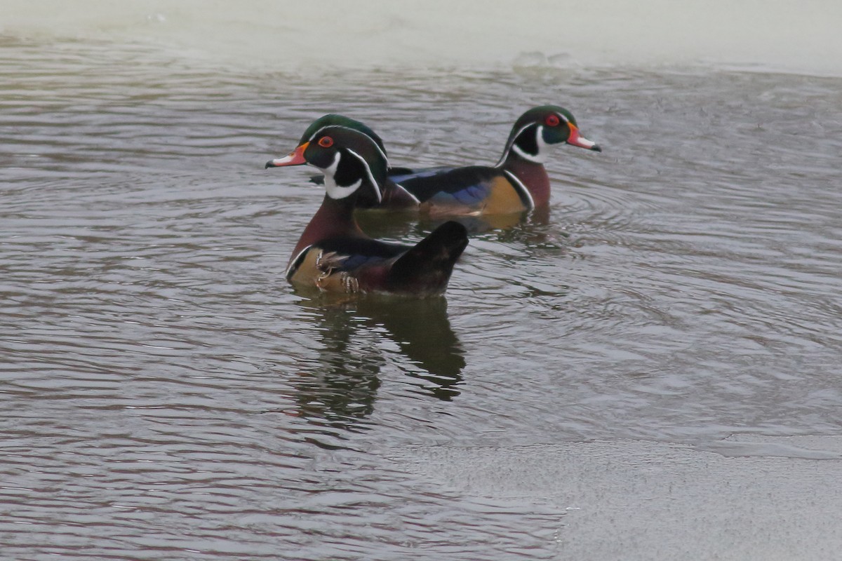 Canard branchu - ML627230396